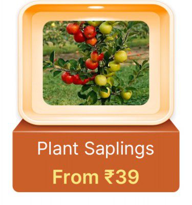 Plant Saplings from Rs. 39  in Flipkart Big Billion Days 