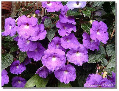 Plantogallery® Flower Bulbs | Spacial Winter Season Flower Bulbs (Pack of 10 Bulbs Achimenes Purple)