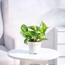Plantoos Live Money Plant Variegated with Pot...
