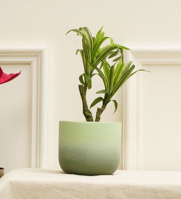 Purezento By Smoky Green Terracotta Desk Pot