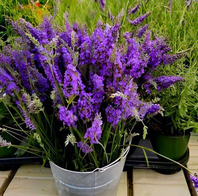 RADHA RANI PLANT HOUSE - Wonderful Helthy " Lavender Flower "Tree plant || For Home Gardening & Roof Top Garden (pack of 1) || Any kitchen Graden plant/outdoor indoor plant.