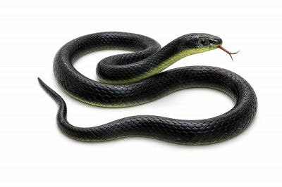 RZA 2026 (Snake Pack of 1 pcs) ZA Realistic Black Rubber Snake Toy - 28-inch 