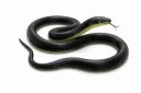 RZA 2026 (Snake Pack of 1 pcs) ZA Realistic Black Rubber Snake Toy - 28-inch ...