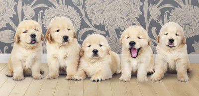 SAF Paper Sitting Cute Puppies UV Coated Home Decorative Item Poster for Pregnant Women (Multicolour)(Multicolor,Figures)