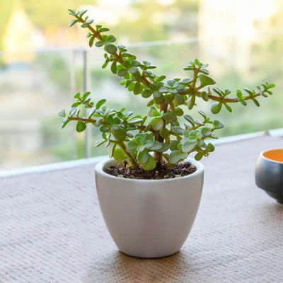 Sanjay Gardening Green Jade Crassula Lucky Feng Shui Plant (Pot Included)