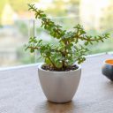 Sanjay Gardening Green Jade Crassula Lucky Feng Shui Plant (Pot Included)...