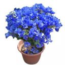 SEEDTREES Bougainvillea Blue Color Flower Plant Live...