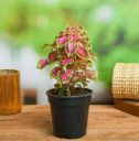 SKDIYA Coleus Plant (Hybrid, Pack of 1)...