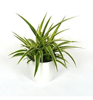 Spider Plant Live Perfect Indoor Plant - with White Ceramic Pot