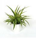 Spider Plant Live Perfect Indoor Plant - with White Ceramic Pot...