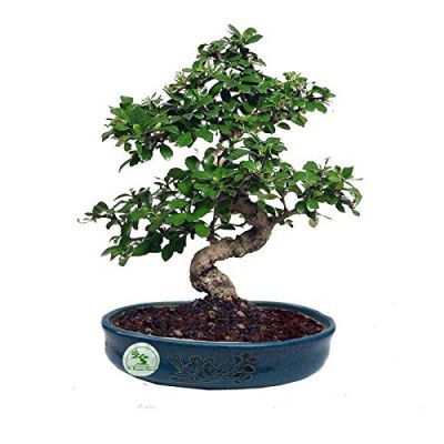The Bonsai Plants - 7 Years Old Carmona Bonsai Live Real Plant Indoor Outdoor in an Elegant Blue Tray Shaped Original Chinese Ceramic Pot - Low Maintenance - Perfect Gift/Gifting Option