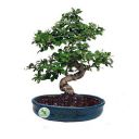The Bonsai Plants - 7 Years Old Carmona Bonsai Live Real Plant Indoor Outdoor in an Elegant Blue Tray Shaped Original Chinese Ceramic Pot - Low Maintenance - Perfect Gift/Gifting Option...