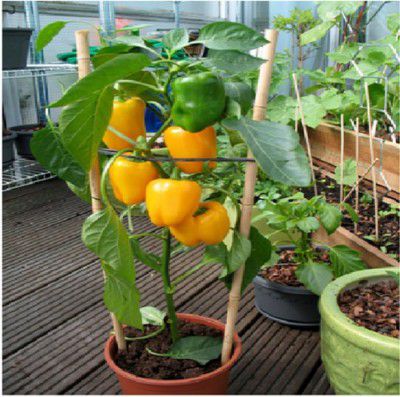 THE GREEN VIEW GARDENS Outdoor Living Capsicum Plant Mirchi Capsicum Plant Vegetable Plant