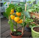 THE GREEN VIEW GARDENS Outdoor Living Capsicum Plant Mirchi Capsicum Plant Vegetable Plant...