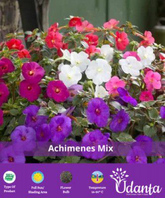 udanta Achimenes Mix Colour Hanging Flower Bulbs Pack Of -1, (BLLB0X09)