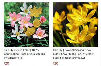 Udanta Flower Seeds from Rs.20