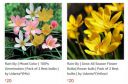 Udanta Flower Seeds from Rs.20...