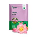Ugaoo Lotus Seeds for Planting - Pack of 20 Seeds ...