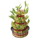 Ugaoo Lucky Bamboo 3 Layer Feng Shui Plant...