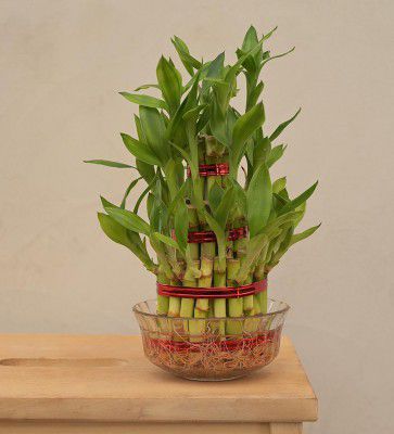 Ugaoo Lucky Bamboo 3-Layer Natural Plant In Green Self-Watering Plastic Pot
