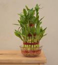 Ugaoo Lucky Bamboo 3-Layer Natural Plant In Green Self-Watering Plastic Pot...