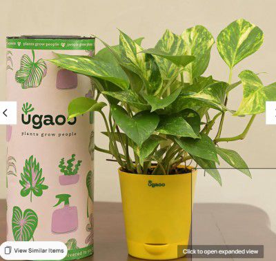 Ugaoo Money Plant With Yellow Self Watering Pot