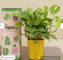 Ugaoo Money Plant With Yellow Self Watering Pot...