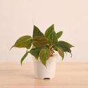 UGAOO Philodendron Micans Live Plant With Grow Pot...