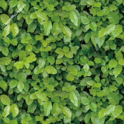 Wallgenics 3D Modern Green Garden Leaves Vinyl Wallpaper, Wall Poster, Wall Sticker, PVC Self Adhesive for Living Room, Hall, Den, Garden Home Decoration Stickers (333 x 45 cm, nature)