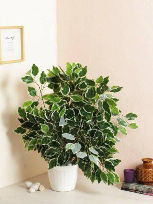 well art gallery Artificial Ficus Leaves Tree Branches Greenery Indoor Outdoor Decoration(6 pcs) Artificial Plant (60 cm, Multicolor)