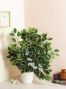 well art gallery Artificial Ficus Leaves Tree Branches Greenery Indoor Outdoor Decoration(6 pcs) Artificial Plant (60 cm, Multicolor)...