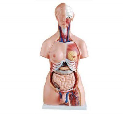 WITEG Anatomical Life Size (85cm length) Unisex Human Torso Model in 24 Parts with Interchangeable Reproductive System in Fiber Glass Material. 85 cm length