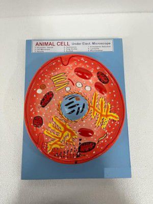 Witeg Animal Cell Model | Animal Cell Model For School and Students |