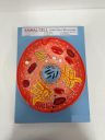 Witeg Animal Cell Model | Animal Cell Model For School and Students |...