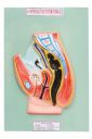 Witeg Female Reproductive System On Base | Female Reproductive System For Medical Teaching |...