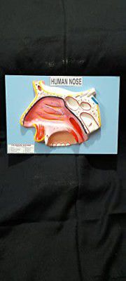 Witeg Human Nose Model | Human Nose Model For Students |