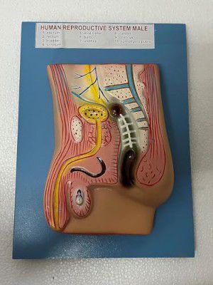 Witeg Male Reproductive System On Base | Male Reproductive System For Medical Teaching |