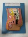 Witeg Male Reproductive System On Base | Male Reproductive System For Medical Teaching |...
