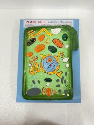 Witeg Plant Cell Model | Plant Cell Model For School and Students | |  Dealsmagnet.com