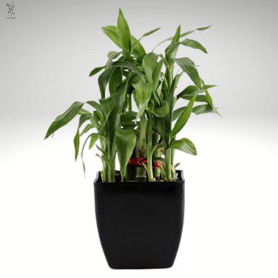 Wood Gibbs 2 Layer Lucky Bamboo Plant In 3.5 Inch Color Plastic Pot