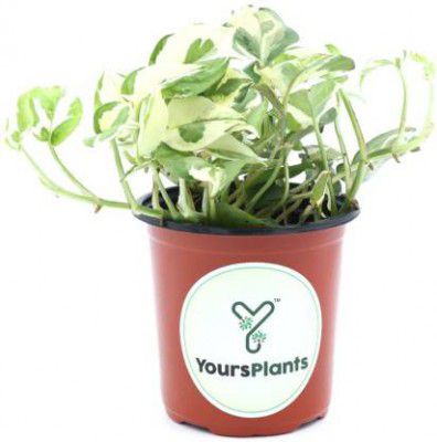 YoursPlants Money Plant (Hybrid, Pack of 1)