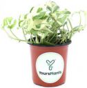 YoursPlants Money Plant (Hybrid, Pack of 1)...